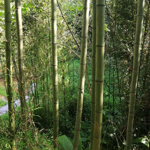 犍为县 毛竹产区，大量有货