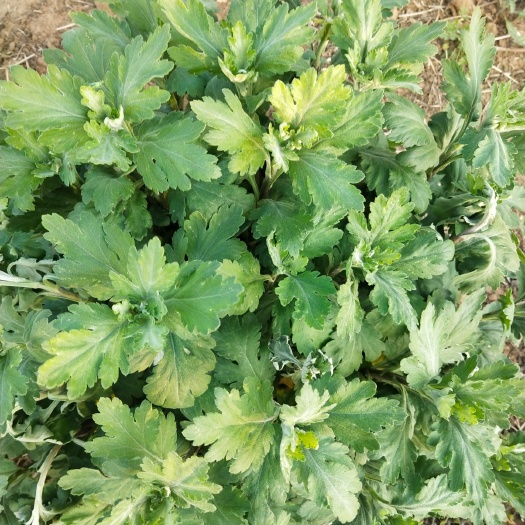 中牟县金丝皇菊苗 金丝皇菊