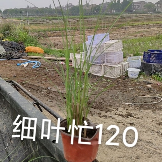 丹阳市细叶芒