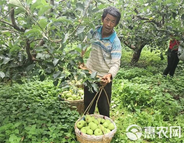  大凉山的青苹果干净、肉质细腻，入口清脆香甜，天生自带一种纯净