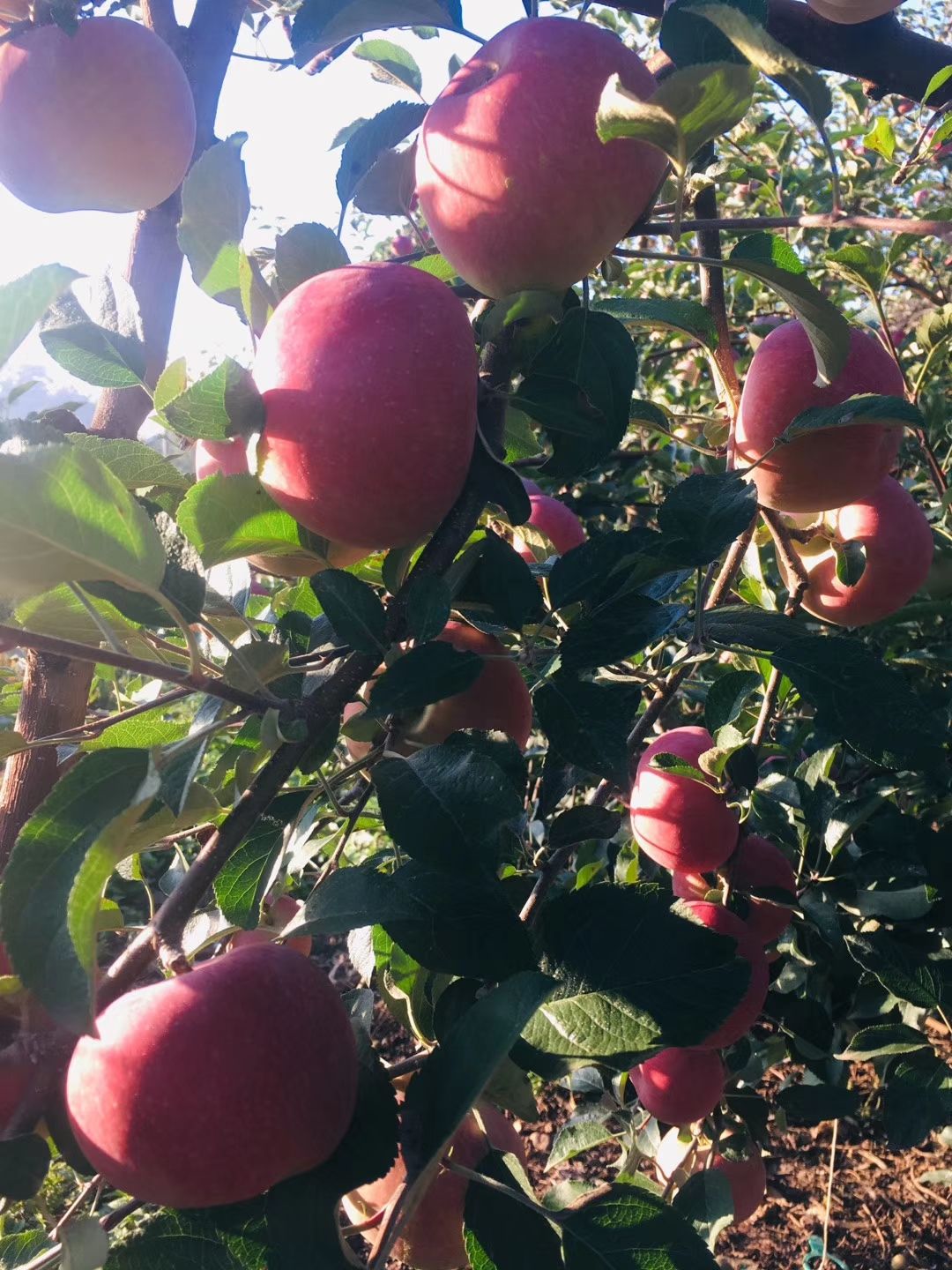  四川大涼山鹽源早熟紅富士，紅將軍蘋果，糖心 脆 甜 汁多