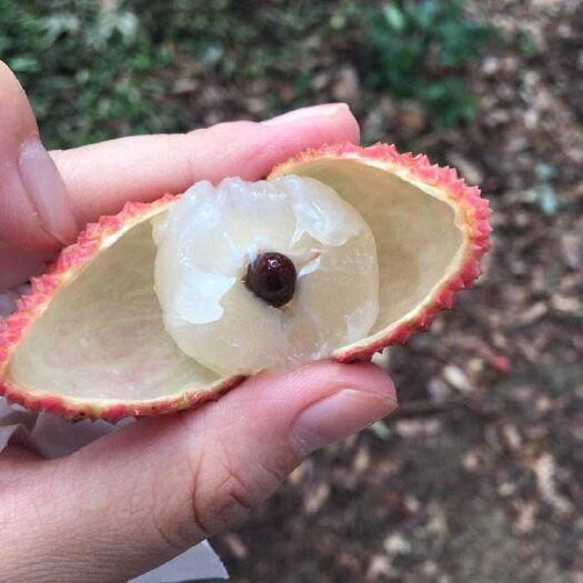 博罗县桂味荔枝 博罗龙溪自家桂味 甜靓正