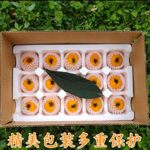 石棉县大五星枇杷  石棉大五星琵琶欢迎各大电商平台前来洽谈合作！