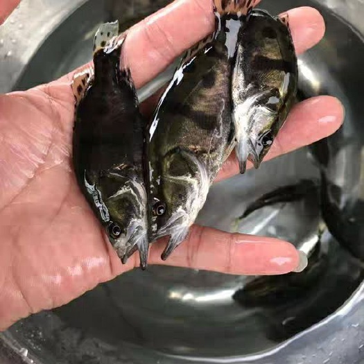 开远市丁桂鱼苗  盛安水产