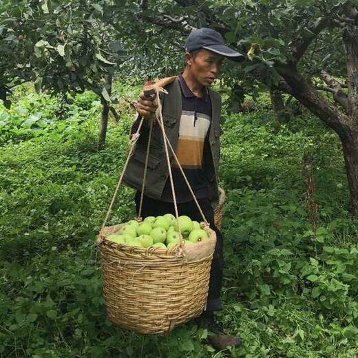  大凉山的青苹果干净、肉质细腻，入口清脆香甜，天生自带一种纯净