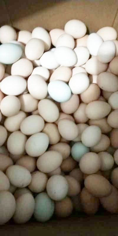 忻州 农家散养鸡蛋   鹅蛋