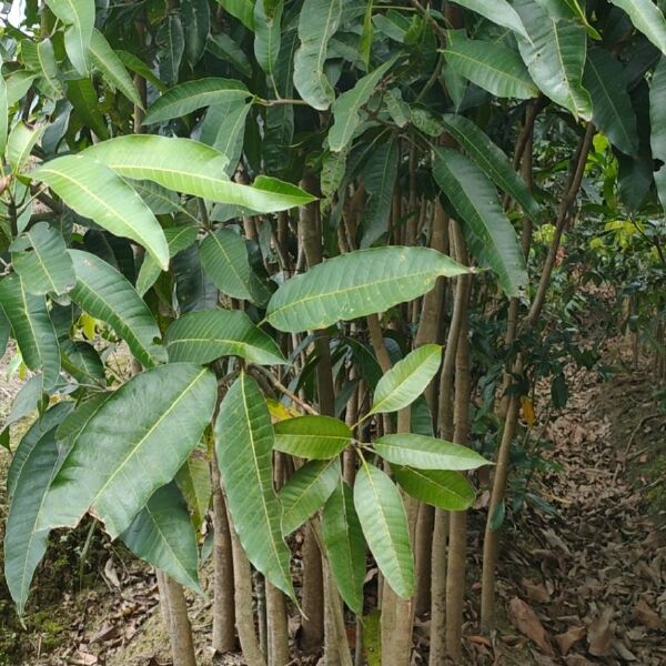 芒果直生苗（实生苗） 芒果实生苗