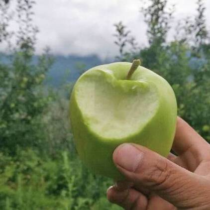  大凉山的青苹果干净、肉质细腻，入口清脆香甜，天生自带一种纯净