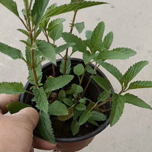 丹阳市 蓝鼠尾草120双色杯