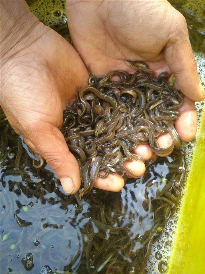 黄鳝苗，正大黄鳝苗，长势快，肉质好，无病毒，欢迎各位光临。