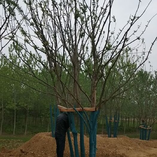 丛生榔榆价格，丛生榔榆5杆70公分，大量出售20-200公分