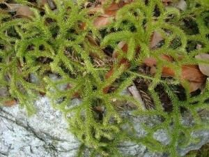 陆丰市 伸筋草