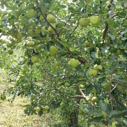  大凉山的青苹果干净、肉质细腻，入口清脆香甜，天生自带一种纯净