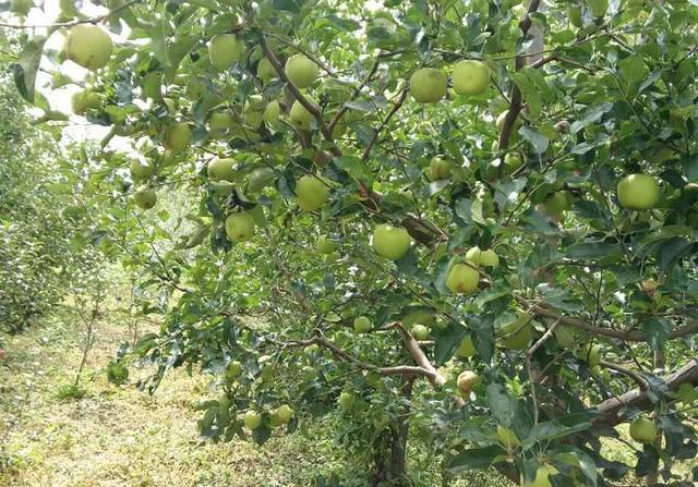  大凉山的青苹果干净、肉质细腻，入口清脆香甜，天生自带一种纯净