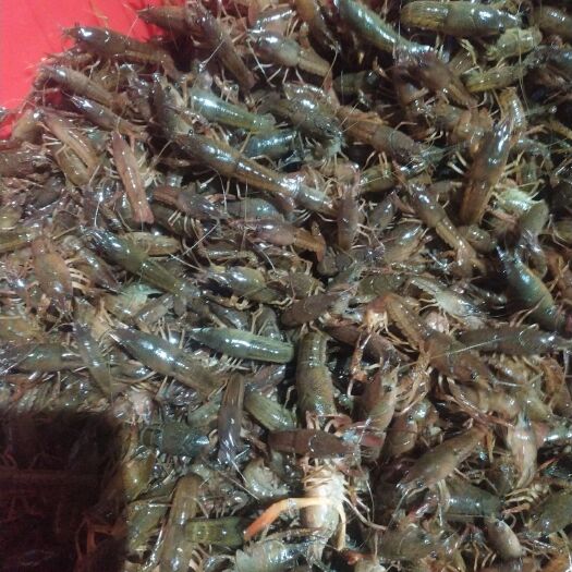 监利市小龙虾苗