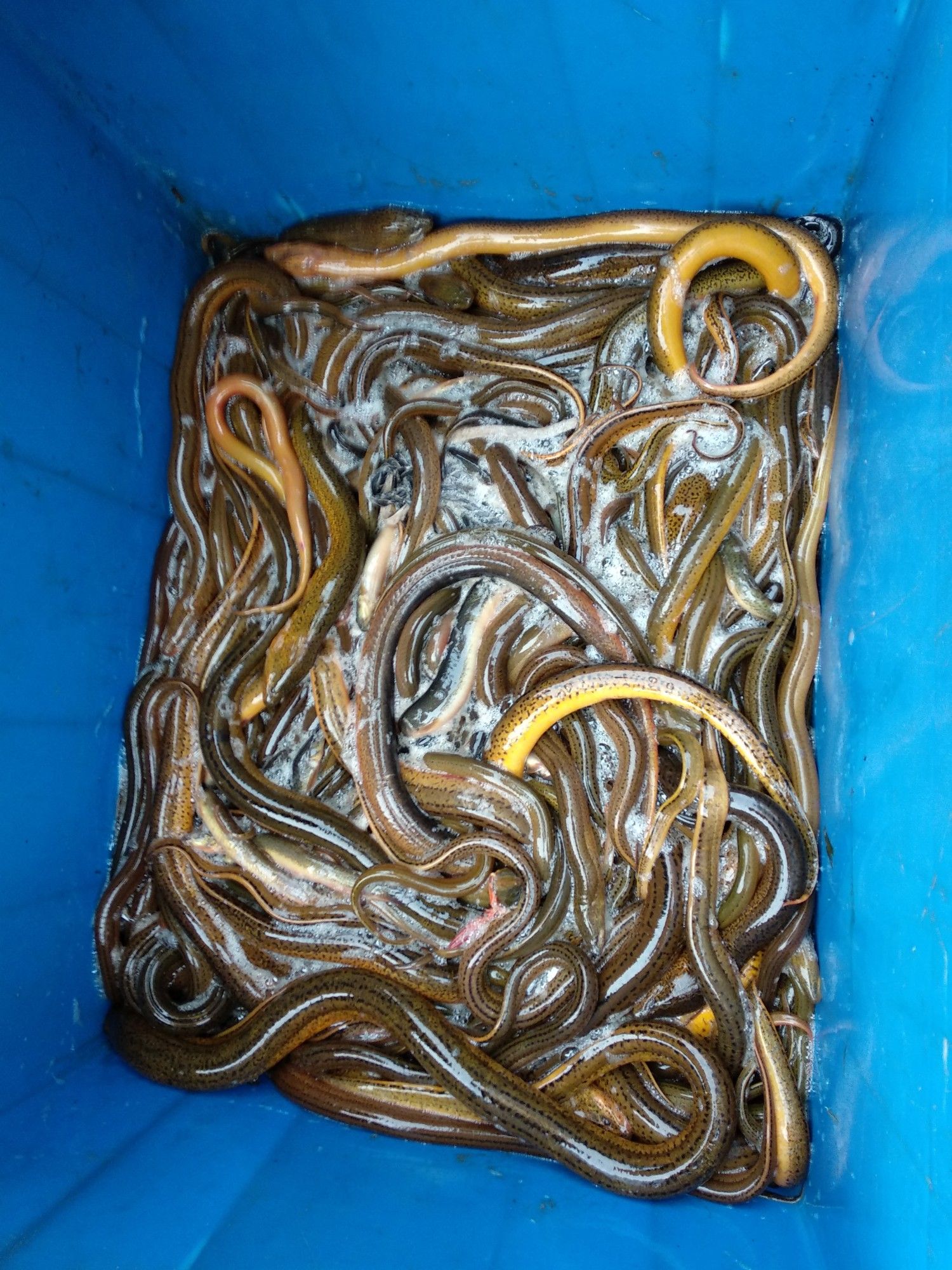 黄鳝苗，正大黄鳝苗，长势快，肉质好，无病毒，欢迎各位光临。