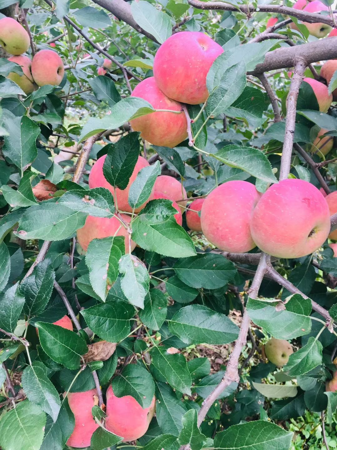  四川大涼山鹽源早熟紅富士，紅將軍蘋果，糖心 脆 甜 汁多