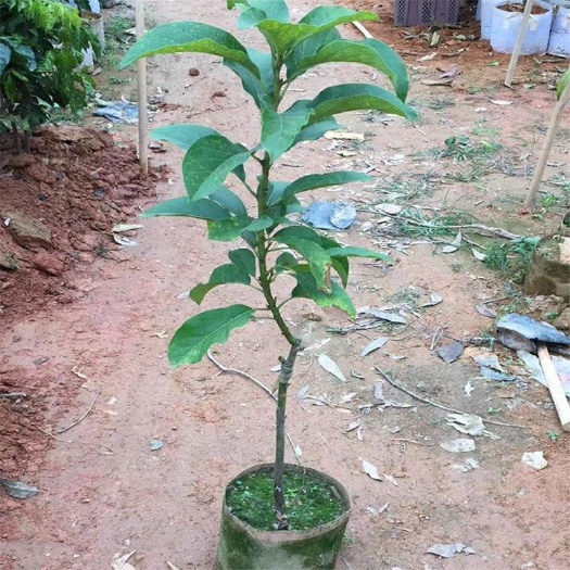 牛油果苗  包邮，嫁接苗，带营养杯带叶子发货。