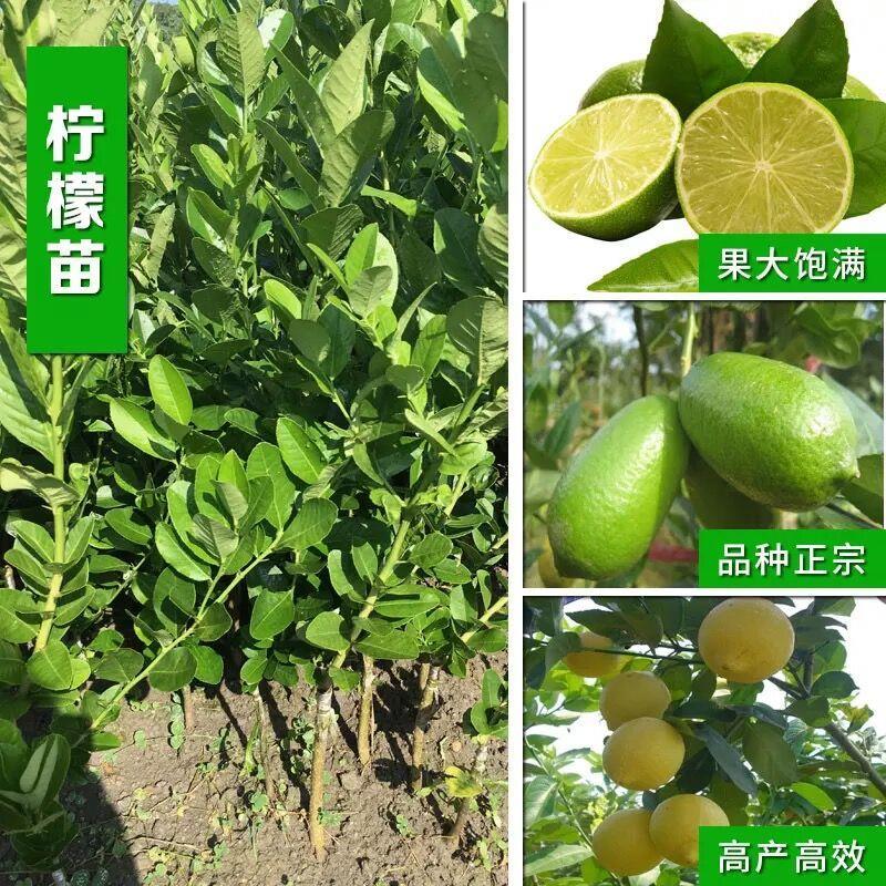 广东香水柠檬苗柠檬苗嫁接苗南方果树苗地栽盆栽阳台庭院种植