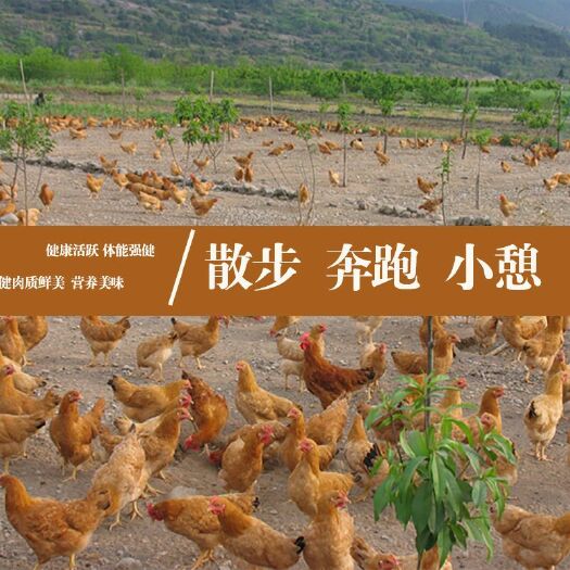 淮安 【亏本冲量】正宗农家散养母鸡土鸡草鸡三黄鸡童子鸡整鸡笨鸡嫩鸡