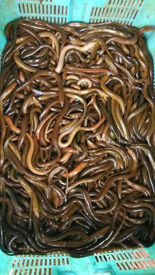 黄鳝苗，正大黄鳝苗，长势快，肉质好，无病毒，欢迎各位光临。