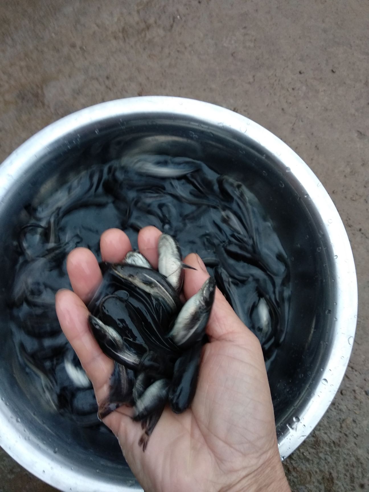 黄鳝苗，正大黄鳝苗，长势快，肉质好，无病毒，欢迎各位光临。
