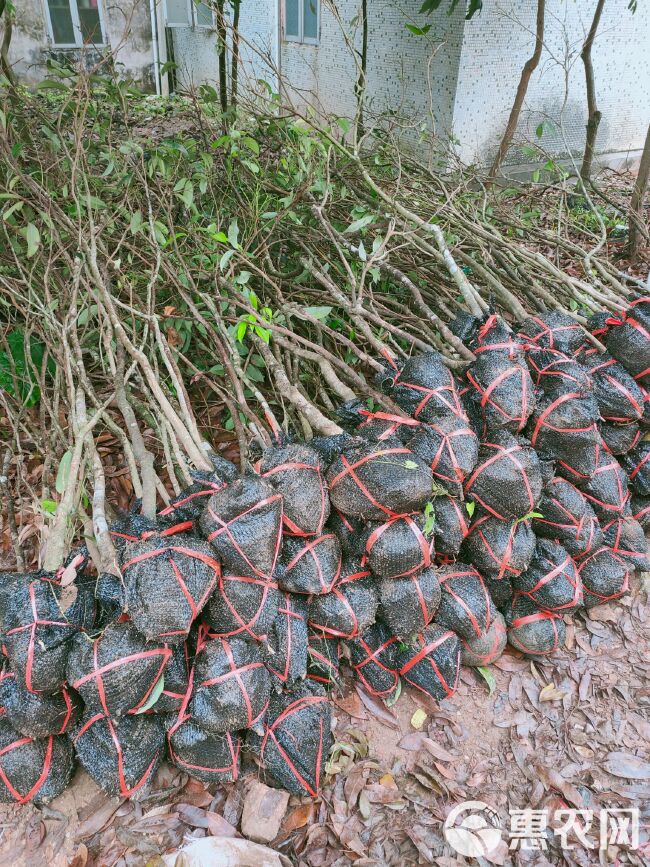  荔枝苗/平价荔枝苗