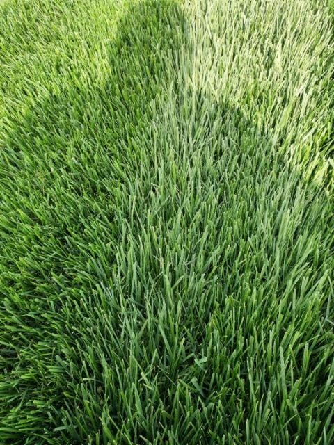 石家庄早熟禾草坪