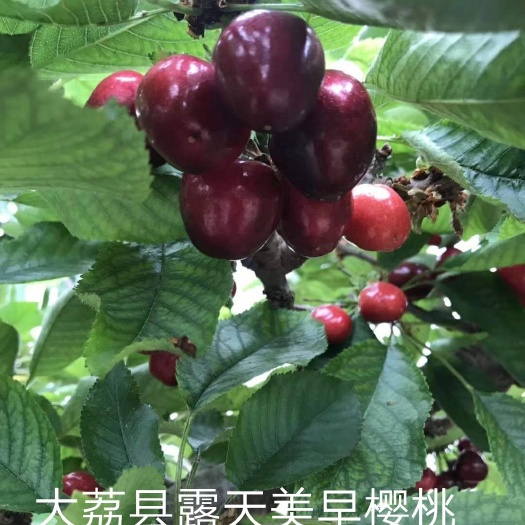 大荔县 大荔县露天美早、布鲁克斯、萨米脱等樱桃5月3日批量上市