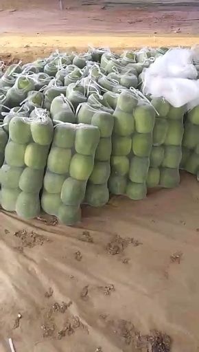 莘县一串铃冬瓜  山东聊城冬瓜大量上市