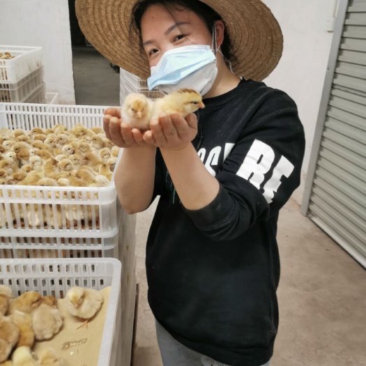 兴业县三黄鸡苗 公