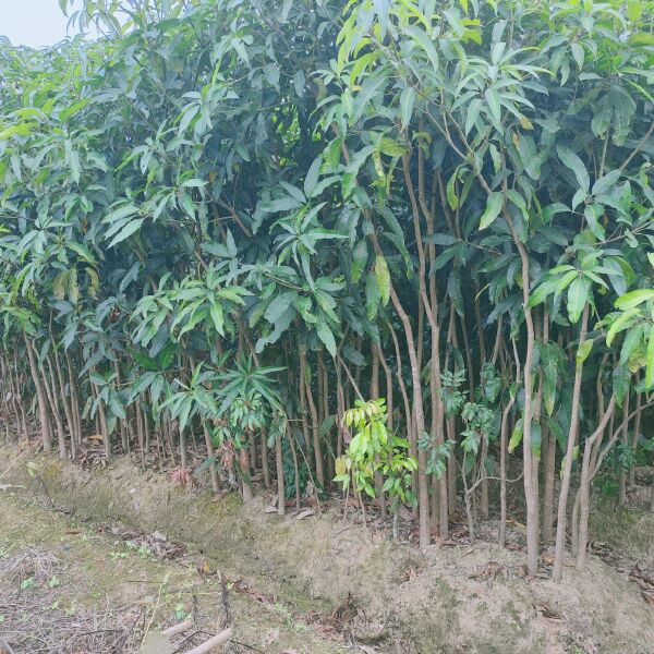 芒果直生苗（实生苗） 芒果实生苗