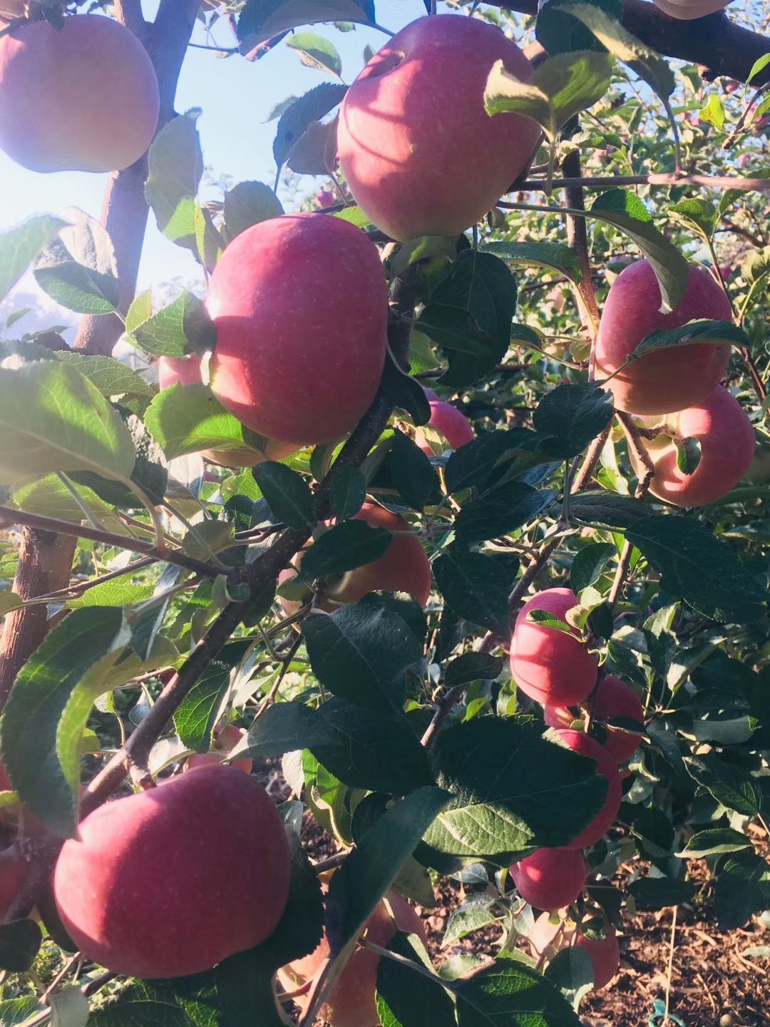  四川大涼山鹽源早熟紅富士，紅將軍蘋果，糖心 脆 甜 汁多