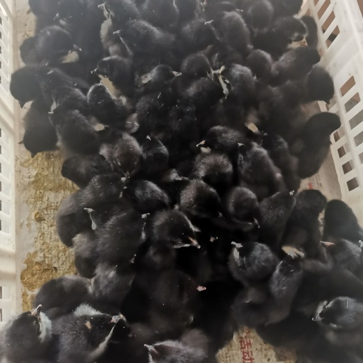 常宁市青脚黑羽土鸡苗，柴鸡苗，母苗，黑笨鸡苗，黑鸡苗，柴鸡苗
