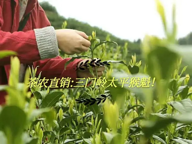 黄山 瑞福太平猴魁茶手工捏尖特级黄山绿茶
200克罐装