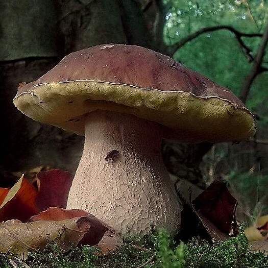云龙县云南大理云龙县美味牛肝菌干货，十斤起发