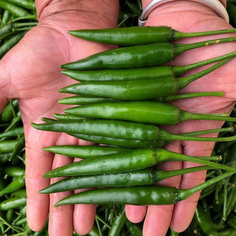 小米椒新鲜特辣小米辣椒指天椒朝天椒广西辣椒青椒现摘辣椒自种