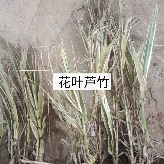丹阳市芦竹