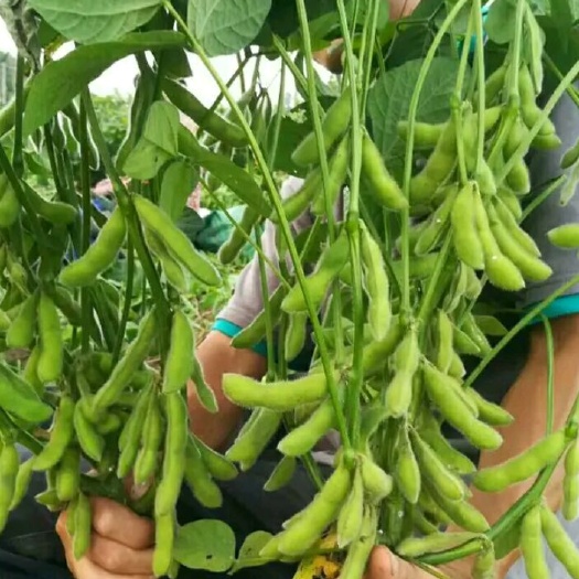 枣庄 万亩蔬菜基地:土豆:毛豆:青辣椒: