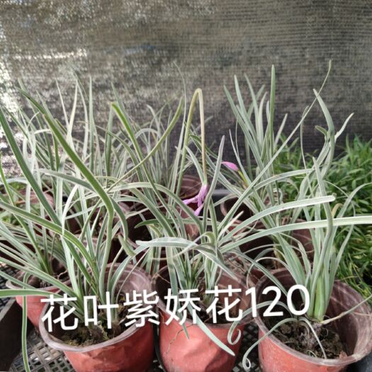丹阳市紫娇花