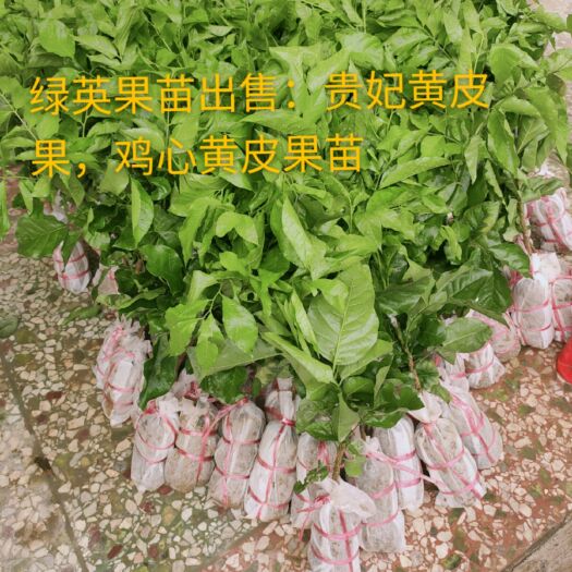 化州市 贵妃黄皮果苗，鸡心黄皮果苗