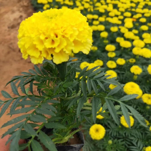 青州市万寿菊苗 万寿菊 盆栽 花卉苗木