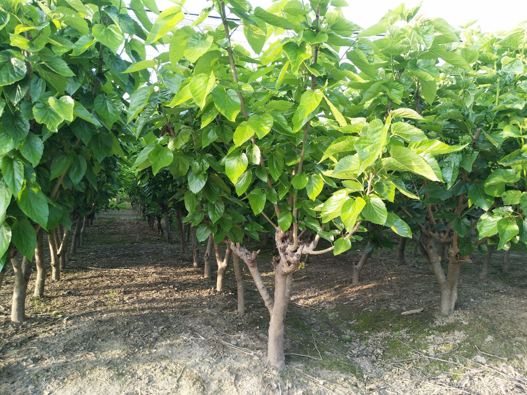 蛋白桑苗  养蚕桑树苗 蛋白桑可养牛羊鸡鸭鹅饲料实生苗 桂桑