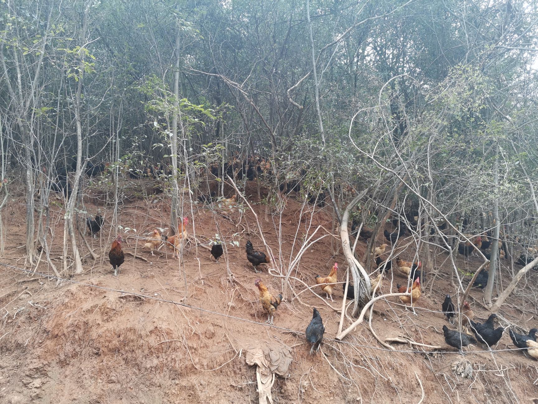  长沙浏阳供应8月龄江汉鸡五黑鸡量大优惠