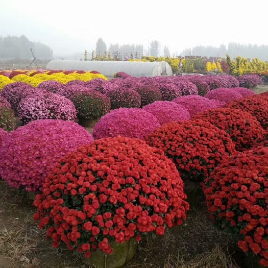 原阳县菊花苗  大型球菊花种苗大批量现货发售