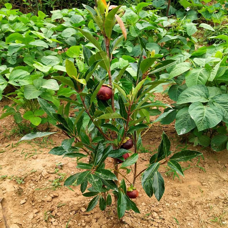 灵山县黄金山竹树苗，  包邮山竹苗，泰国山竹苗无籽山竹苗，