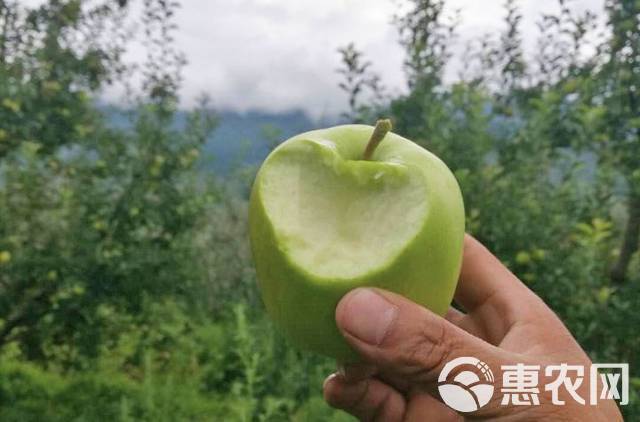  大凉山盐源苹果～来自云端上的青苹果，咔嚓~~又脆又多汁！