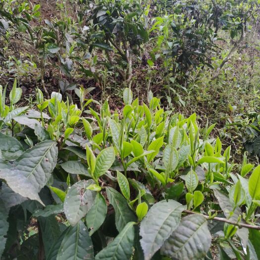 广南县 云南玉甲山白毫茶白毫银针绿茶纯手工炒作