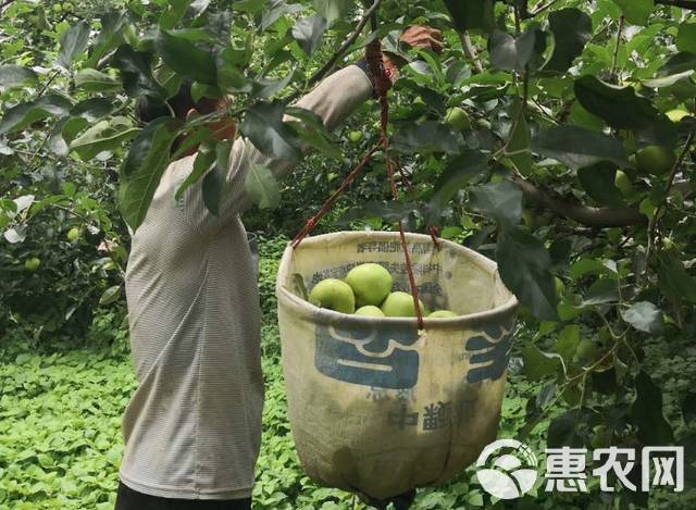  大凉山的青苹果干净、肉质细腻，入口清脆香甜，天生自带一种纯净