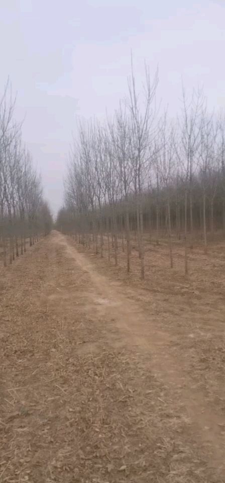 小叶白蜡树  五公分平头速生白蜡
